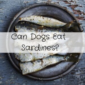 Can Dogs Eat Sardines Without Any Danger?