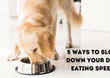 5 Ways to Slow Down Your Dog Eating Speed
