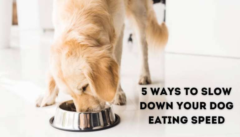 5 Ways to Slow Down Your Dog Eating Speed