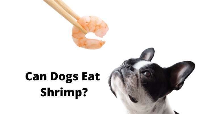 Can dogs eat shrimp?