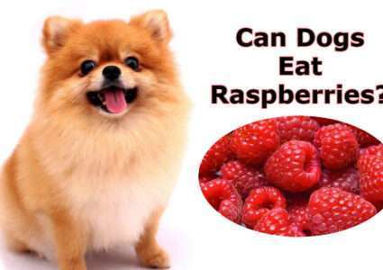 Can dogs eat raspberries