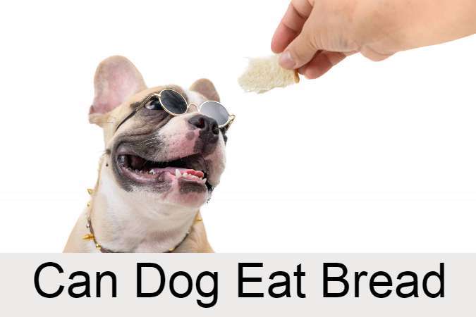 can dog eat bread