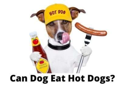 Can Dog Eat Hot Dogs