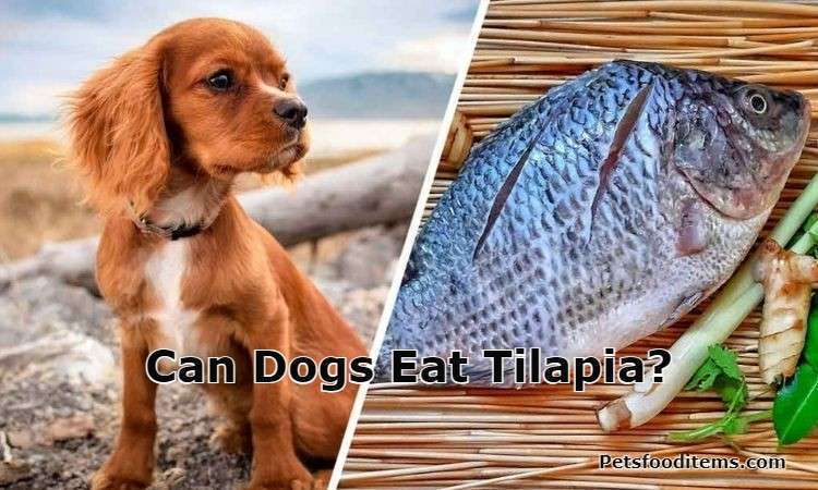Can dogs eat tilapia?