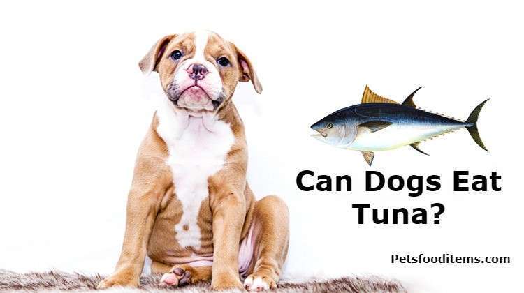 Can Dogs Eat Tuna