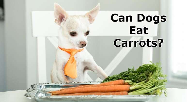 can dogs eat carrots