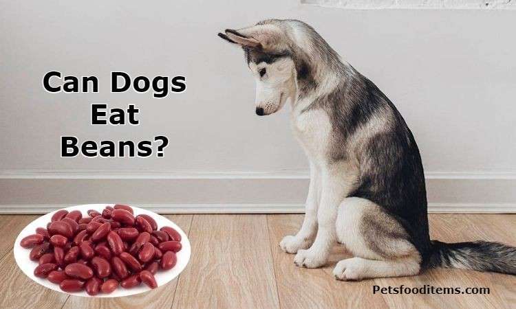 Can dogs eat beans