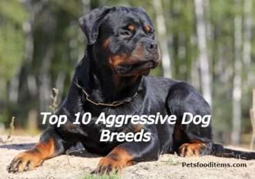 Top 10 Aggressive Dog Breeds