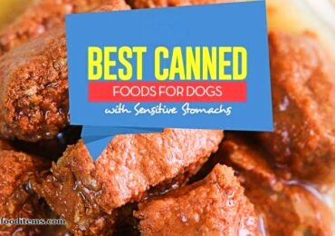Best Canned Dog Food For Sensitive Stomach 2021