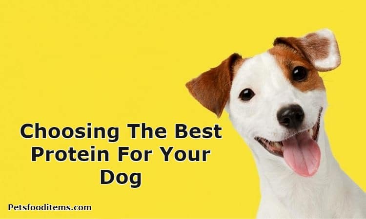 Choosing The Best Protein For Your Dog