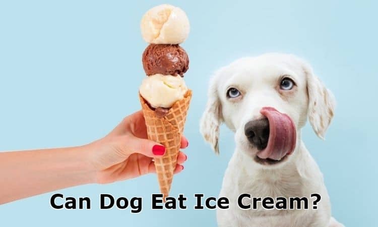 Can Dog Eat Ice Cream