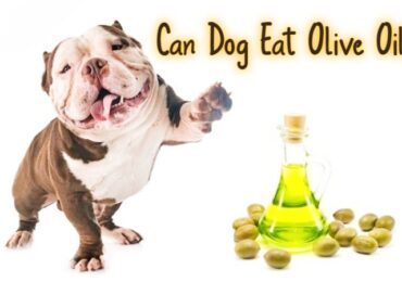 Can Dog Eat Olive Oil