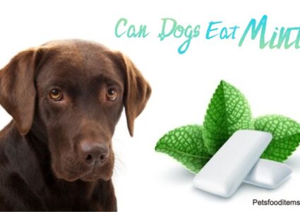 Can dogs eat mint
