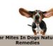 Ear Mites In Dogs Natural Remedies