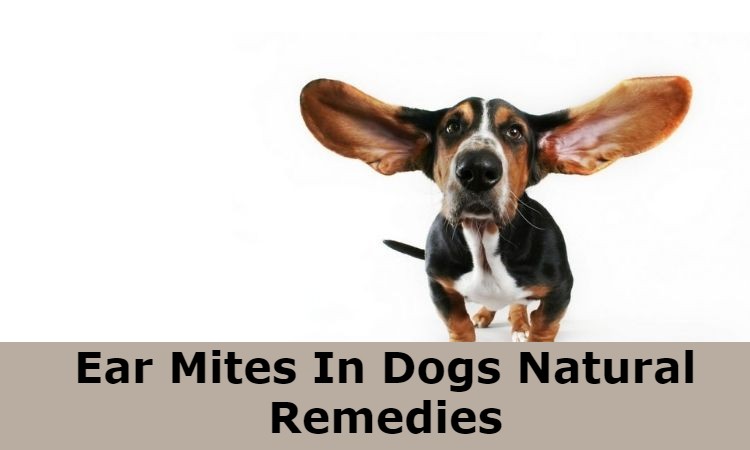 Ear Mites In Dogs Natural Remedies