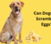 Can Dogs Eat Scrambled Eggs
