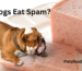 Can Dogs Eat Spam