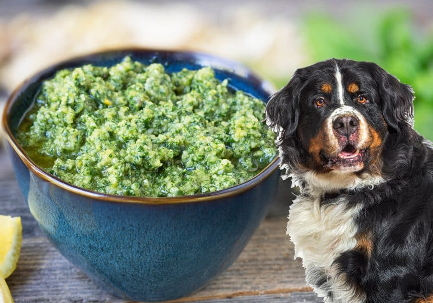 Can Dogs Eat Pesto