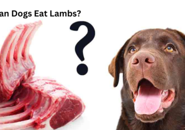 Can dogs eat lamb safely?