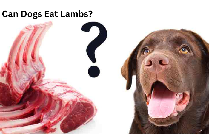 Can dogs eat lamb safely?