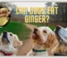 Can My Dog Eat Ginger?