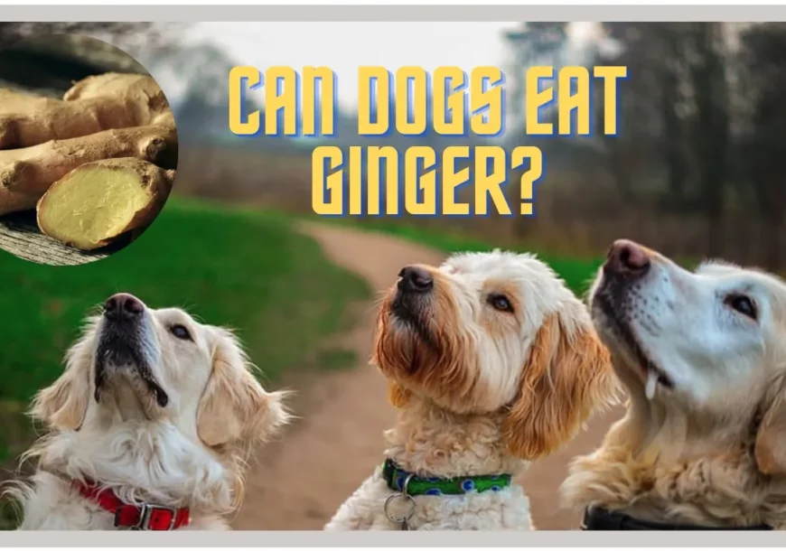 Can My Dog Eat Ginger?