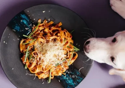 Can dogs eat Spaghetti