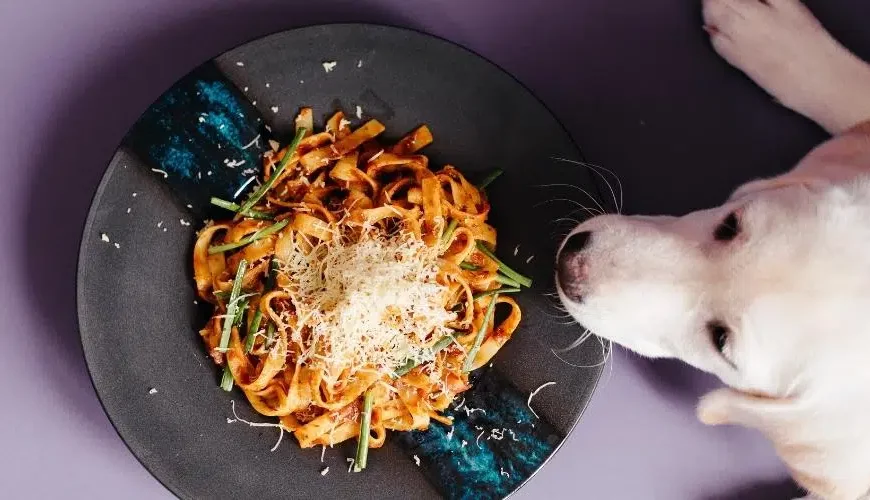 Can dogs eat Spaghetti